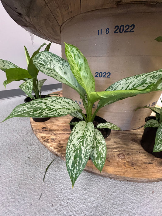 Aglaonema Peacock