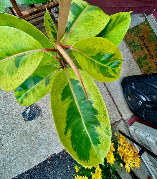 Ficus Elastica Shivereana 3GAL